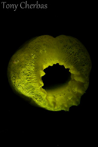 Yellow Tunicate by Tony Cherbas 